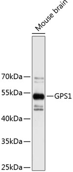 Western blot - GPS1 Polyclonal Antibody 