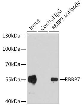 Immunoprecipitation - RBBP7 Polyclonal Antibody 