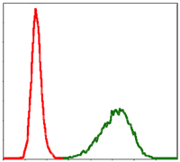 Fig6: Flow cytometric analysis of NIH/3T3 cells with TUBA8 antibody at 1/100 dilution (green) compared with an unlabelled control (cells without incubation with primary antibody; red).