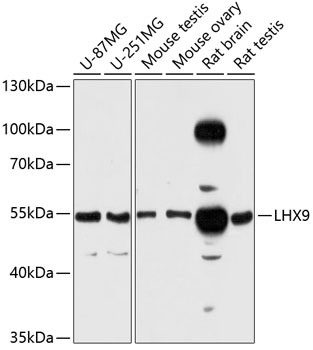 Western blot - LHX9 Polyclonal Antibody 
