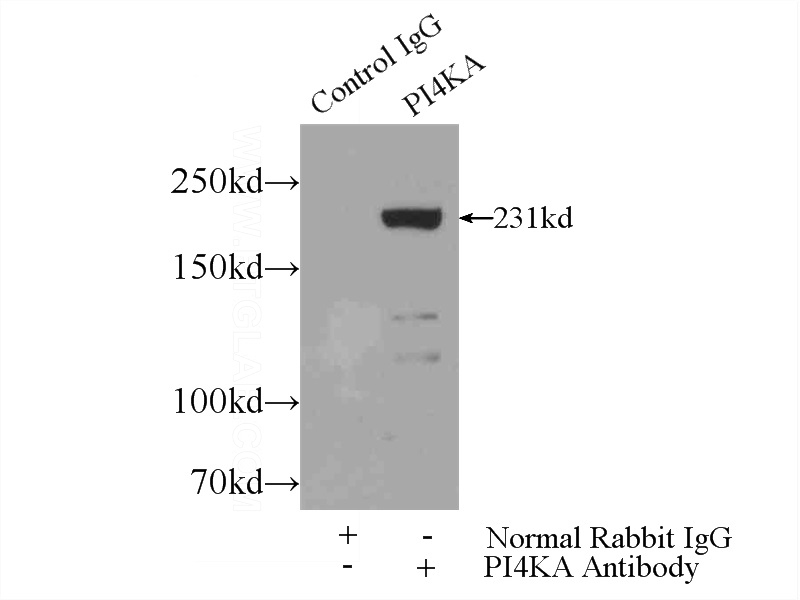 IP Result of anti-PI4KA (IP:Catalog No:113878, 5ug; Detection:Catalog No:113878 1:500) with mouse brain tissue lysate 4000ug.