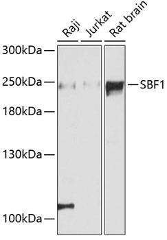 Western blot - SBF1 Polyclonal Antibody 