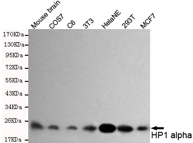 Western blot detection of HP1 alpha in MCF7,293T,HelaNE,3T3,C6,COS7 and Mouse brain lysates and using HP1 alpha mouse mAb (1:1000 diluted).Predicted band size: 22KDa.Observed band size: 22KDa