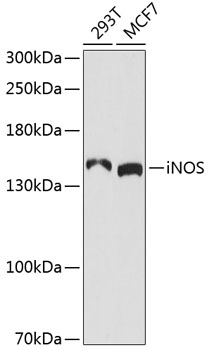 Western blot - iNOS Polyclonal Antibody 