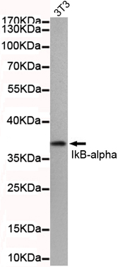 Western blot detection of IkB-alpha(N-terminus) in 3T3 cell lysate using IkB-alpha(N-terminus) mouse mAb (1:500 diluted).Predicted band size: 36KDa.Observed band size: 36KDa.