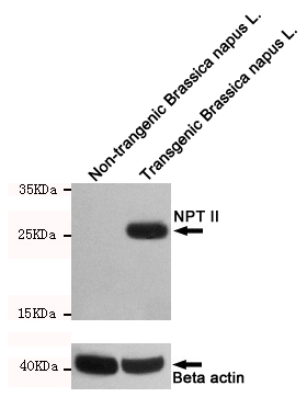 Western blot detection of nptII in non-trangenic Brassica napus L. and transgenic Brassica napus L. cell lysates using nptII mouse mAb (1:1000 diluted).Predicted band size:29KDa.Observed band size:29KDa.