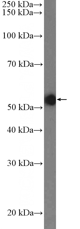NIH/3T3 cells were subjected to SDS PAGE followed by western blot with Catalog No:112900(MUS81 Antibody) at dilution of 1:1000