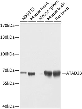 Western blot - ATAD3B Polyclonal Antibody 