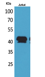 Fig1:; Western Blot analysis of Jurkat cells using BMP-8A Polyclonal Antibody.. Secondary antibody（catalog#: HA1001) was diluted at 1:20000