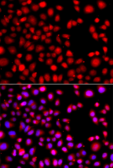Immunofluorescence - HLX Polyclonal Antibody 