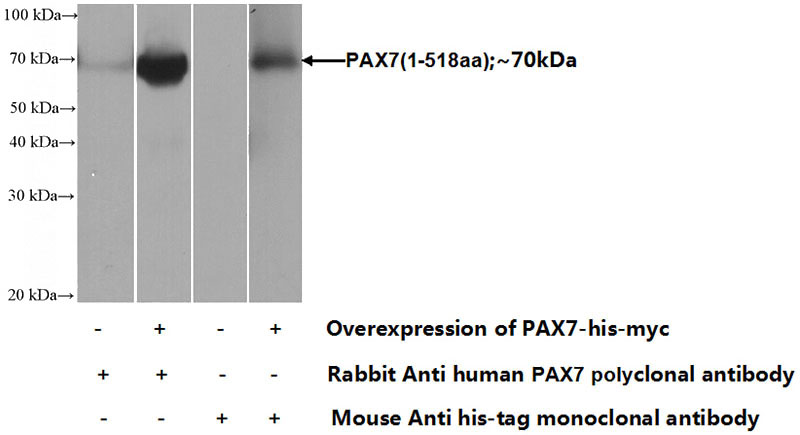 Transfected HEK-293 cells were subjected to SDS PAGE followed by western blot with Catalog No:113608(PAX7 Antibody) at dilution of 1:1000