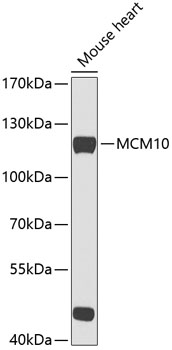 Western blot - MCM10 Polyclonal Antibody 