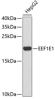Western blot - EEF1E1 Monoclonal Antibody 