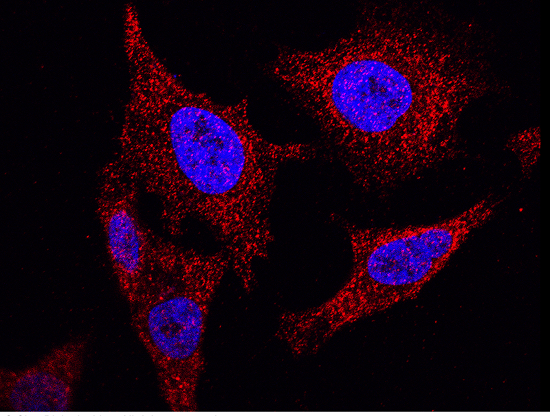 NANOS1 Antibody, Rabbit PAb, Antigen Affinity Purified, Immunofluorescence