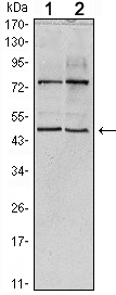 Fig1: Western blot analysis of THAP11 on Hela (1) and NTERA-2 (2) cell lysate using anti-THAP11 antibody at 1/1,000 dilution.