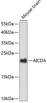Western blot - AICDA Polyclonal Antibody 