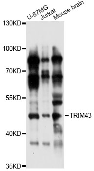 Western blot - TRIM43 Polyclonal Antibody 