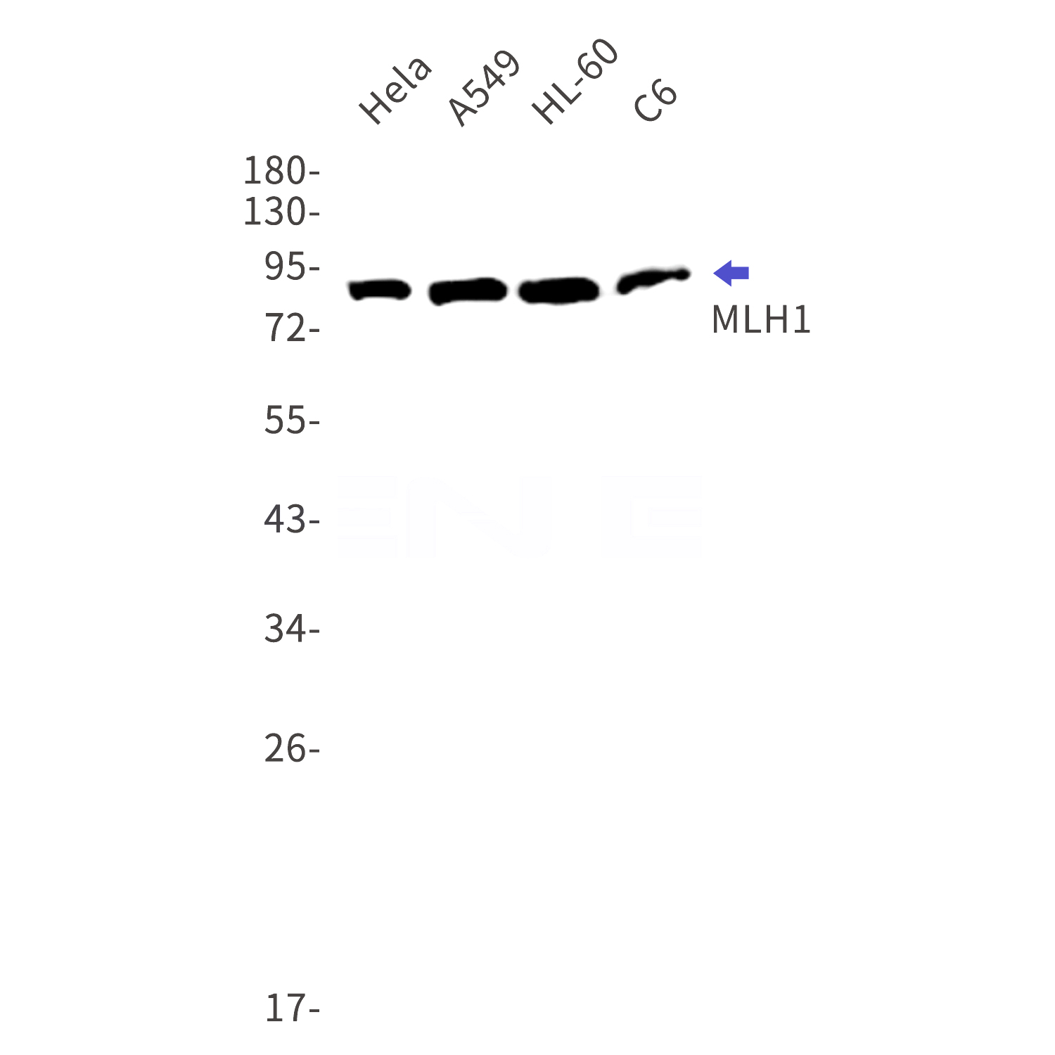 Western blot detection of MLH1 in Hela,A549,HL-60,U2OS cell lysates using MLH1 Rabbit mAb(1:1000 diluted).Predicted band size:85kDa.Observed band size:85kDa.