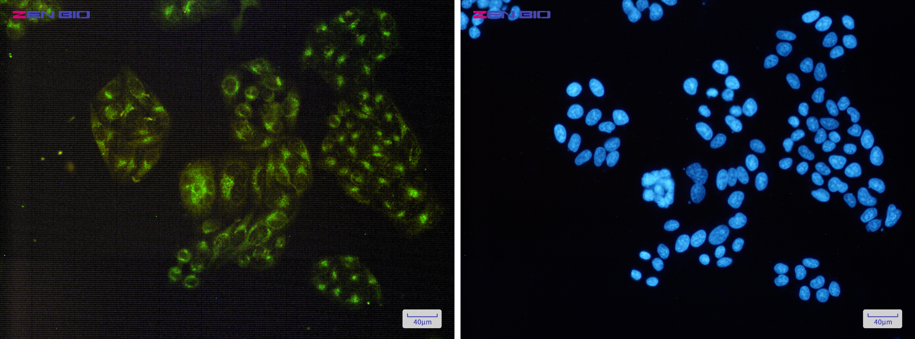 Immunocytochemistry of PDLIM1(green) in Hela cells using PDLIM1 Rabbit pAb at dilution 1/50, and DAPI(blue)