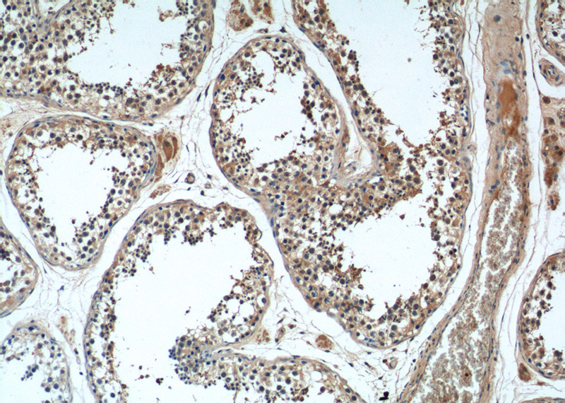 Immunohistochemistry of paraffin-embedded human testis tissue slide using Catalog No:116848(WBP2NL Antibody) at dilution of 1:50 (under 10x lens)