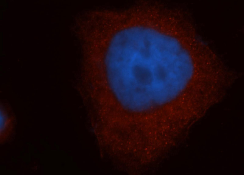 Immunofluorescent analysis of Hela cells, using MTMR14 antibody Catalog No:112783 at 1:50 dilution and Rhodamine-labeled goat anti-rabbit IgG (red). Blue pseudocolor = DAPI (fluorescent DNA dye).