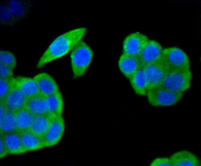 Immunofluorescence - HAPLN1 Monoclonal Antibody 