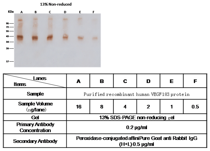 VEGF 183 / VEGF-A Antibody, Rabbit PAb, Antigen Affinity Purified, Western blot