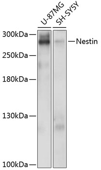 Western blot - Nestin Polyclonal Antibody 