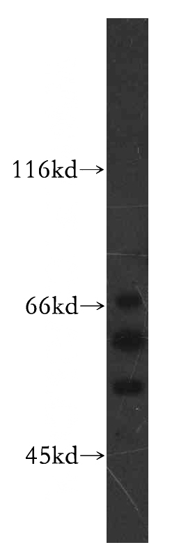PC-3 cells were subjected to SDS PAGE followed by western blot with Catalog No:109546(CREB3 antibody) at dilution of 1:300