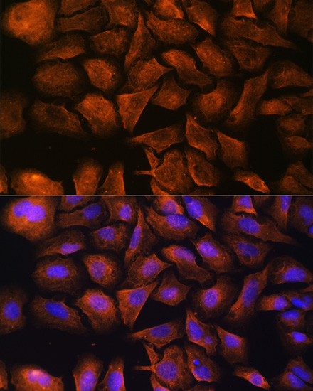 Immunofluorescence - SPTAN1 Polyclonal Antibody 