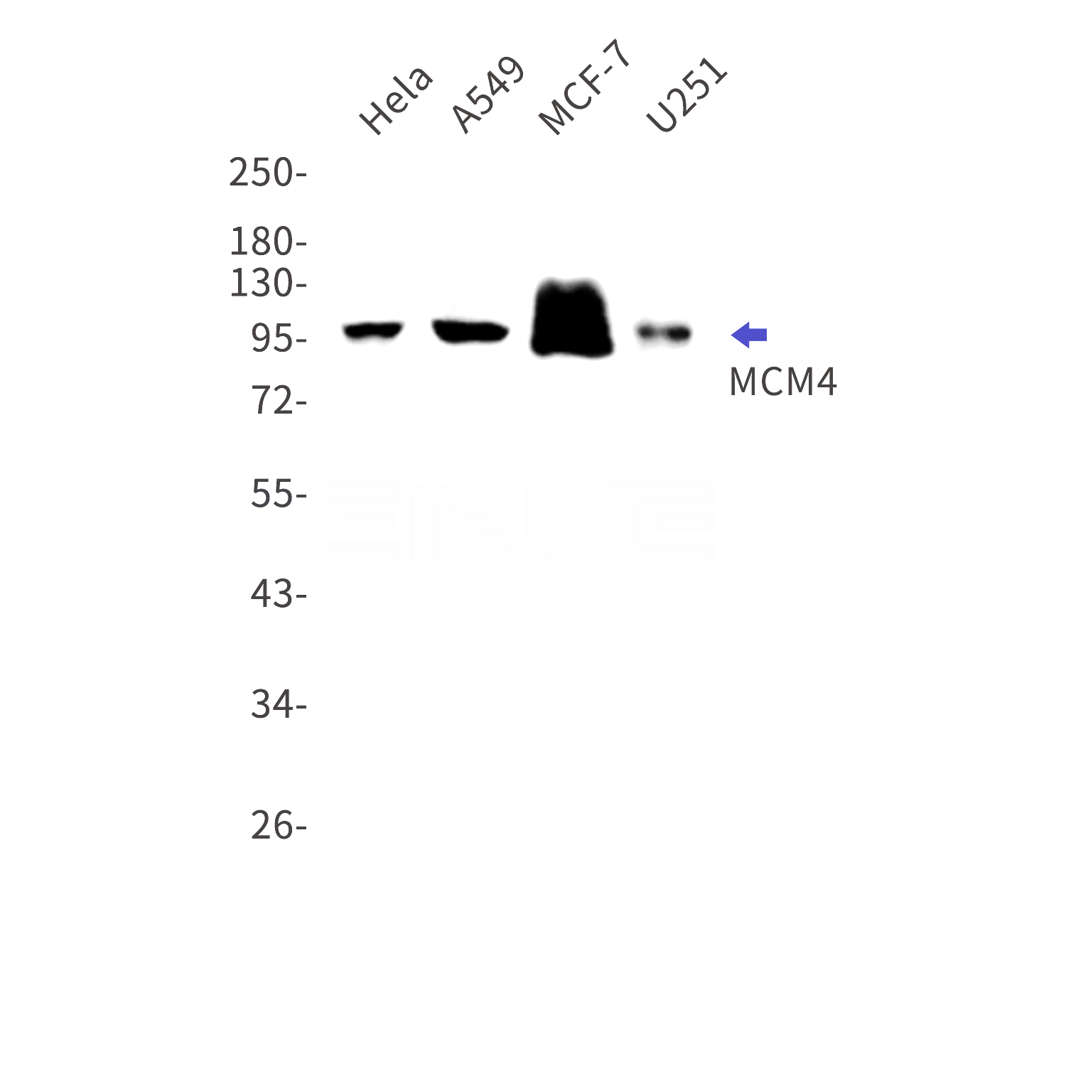 Western blot detection of MCM4 in Hela,A549,MCF-7,U251 cell lysates using MCM4 Rabbit mAb(1:1000 diluted).Predicted band size:97kDa.Observed band size:97kDa.