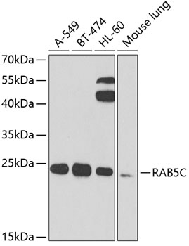 Western blot - RAB5C Polyclonal Antibody 