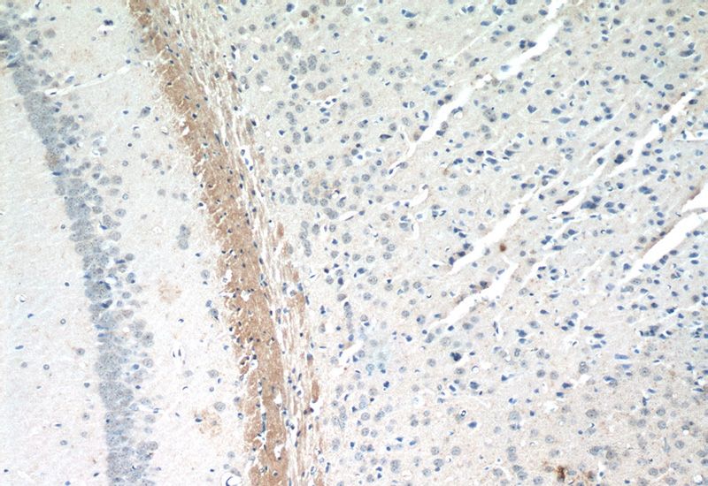 Immunohistochemistry of paraffin-embedded mouse brain tissue slide using Catalog No:113456(KIAA1486 Antibody) at dilution of 1:50 (under 10x lens)