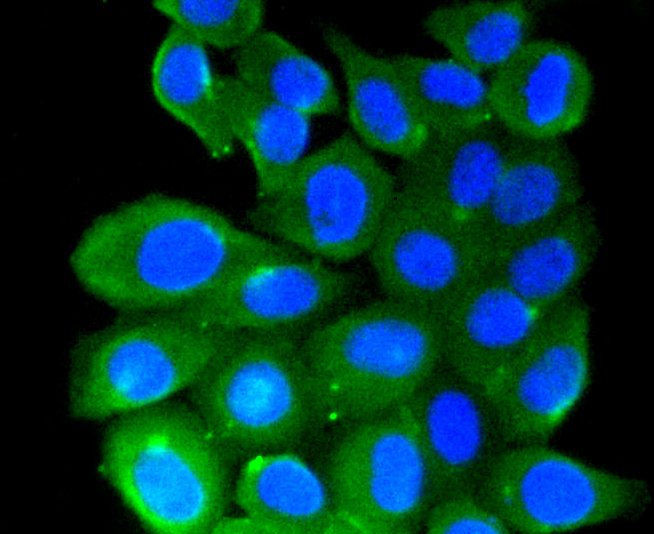 Immunofluorescence - RHOA/RHOB/RHOC Monoclonal Antibody 