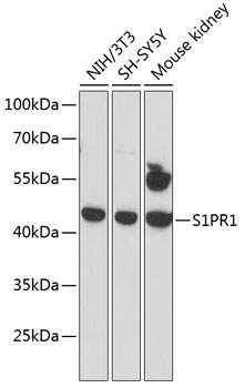 Western blot - S1PR1 Polyclonal Antibody 