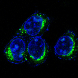 Immunofluorescent analysis of Hela cells, using CD9 Antibody .