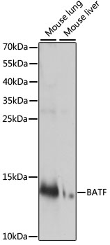 Western blot - BATF Polyclonal Antibody 