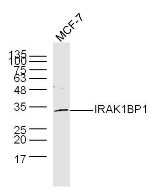 Fig1: Protein: MCF-7(human) lyates at 40ug;; Primary: Rabbit Anti-IRAK1BP1 at 1:300;; Secondary: 800CW Conjugated Goat (polyclonal) Anti-Rabbit IgG(H+L) at 1: 10000;; Predicted band size:29 kD Observed band size:33 kD