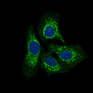 Immunofluorescence analysis of HeLa cells using TWF1 mouse mAb (green). Blue: DRAQ5 fluorescent DNA dye.
