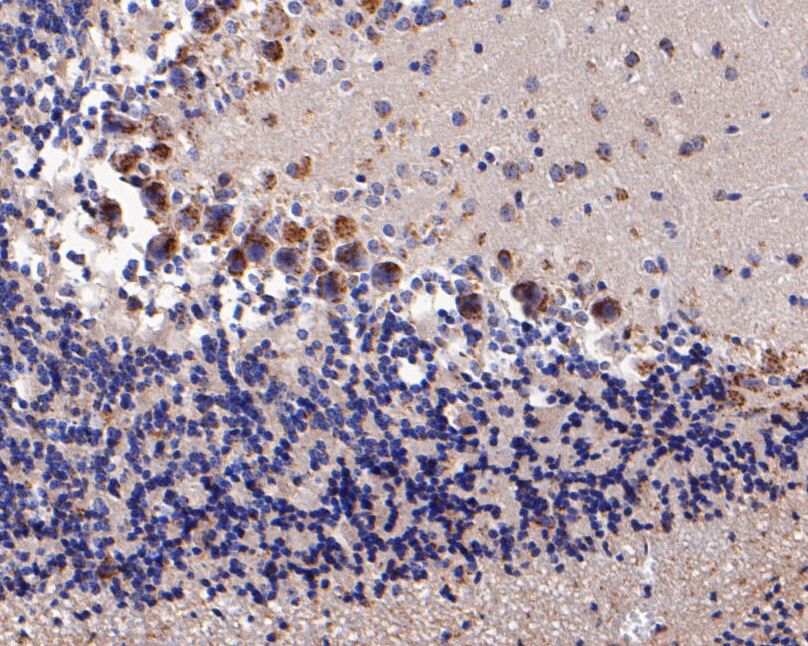 Fig5:; Immunohistochemical analysis of paraffin-embedded rat cerebellar tissue using anti-KCNN2 antibody. The section was pre-treated using heat mediated antigen retrieval with Tris-EDTA buffer (pH 8.0-8.4) for 20 minutes.The tissues were blocked in 5% BSA for 30 minutes at room temperature, washed with ddH; 2; O and PBS, and then probed with the primary antibody ( 1/200) for 30 minutes at room temperature. The detection was performed using an HRP conjugated compact polymer system. DAB was used as the chromogen. Tissues were counterstained with hematoxylin and mounted with DPX.
