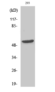 Fig1:; Western Blot analysis of various cells using CPA5 Polyclonal Antibody