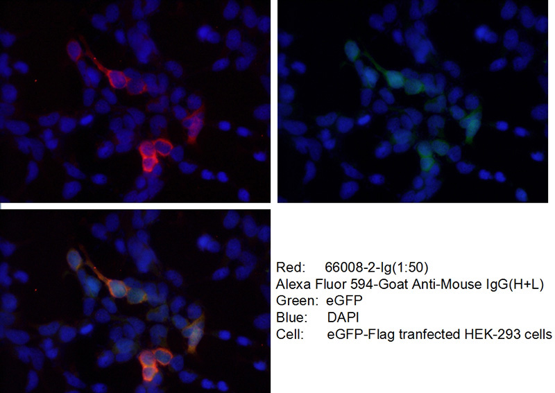 Immunofluorescent analysis of Transfected HEK-293 cells using Catalog No:117312(Flag tag Antibody) at dilution of 1:50 and Alexa Fluor 594-congugated AffiniPure Goat Anti-Mouse IgG(H+L)