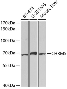 Western blot - CHRM5 Polyclonal Antibody 