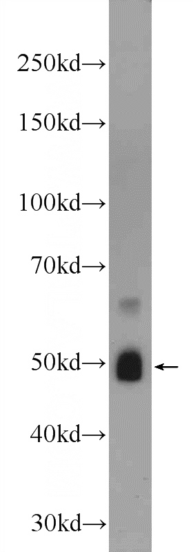 NIH/3T3 cells were subjected to SDS PAGE followed by western blot with Catalog No:117264(ZRANB2 Antibody) at dilution of 1:600