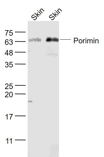 Fig3: Sample:; Skin (Mouse) Lysate at 40 ug; Skin (Rat) Lysate at 40 ug; Primary: Anti- Porimin at 1/1000 dilution; Secondary: IRDye800CW Goat Anti-Rabbit IgG at 1/20000 dilution; Predicted band size: 19 kD; Observed band size: 64 kD