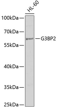 Western blot - G3BP2 Polyclonal Antibody 