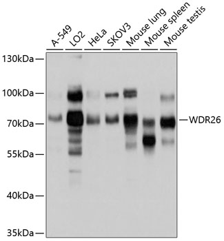 Western blot - WDR26 Polyclonal Antibody 