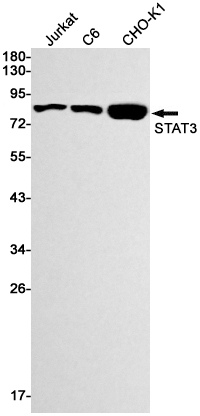 Western blot detection of STAT3 in Jurkat,C6,CHO-K1 cell lysates using STAT3 Rabbit mAb(1:1000 diluted).Predicted band size:88kDa.Observed band size:88kDa.