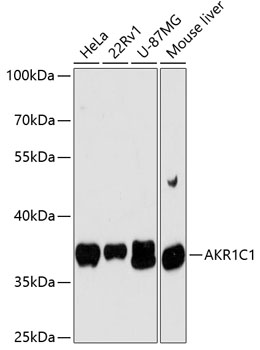 Western blot - AKR1C1 Polyclonal Antibody 