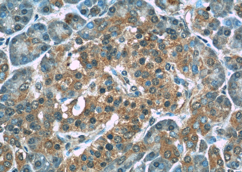 Immunohistochemistry of paraffin-embedded human pancreas slide using Catalog No:108735(C5orf24 Antibody) at dilution of 1:50 (under 40x lens)